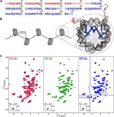 Histone H3 core domain in chromatin with different DNA linker lengths studied by 1H-Detected solid-state NMR spectroscopy